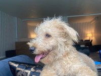 6 Aylık Maltipoo Ücretsiz Sahiplendirilecektir