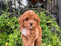 Red Teacup KoreKan Malti̇poo Bebekleri̇mi̇z