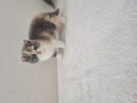 Safkan British Shorthair Nadir Renk Three Colour ve Bicolour