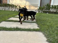 Doberman yavruları yeni yuvalarına gitmeye hazırlat