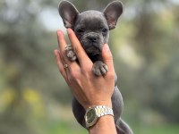 French Bulldog yavrularımız