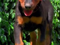 Sahibine bağlı Doberman