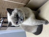3 yaşında blue point british shorthair