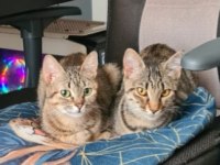 Oyuncu ve kardeş iki tekir kedisi