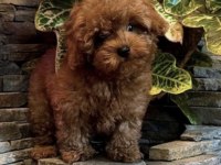 Toy Poodle Köpeğimiz İçin Ulaşın