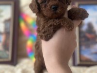 SAFKAN KORE POODLE YAVRULAR