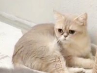 British shorthair cy 11