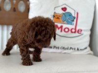 Petmode köpek çiftliğinden kore toy poodle