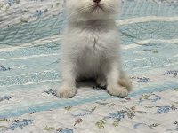 2 AYLIK ERKEK BRİTİSH BEBEK