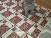 Yavru 2 aylık scottish fold kedimiz