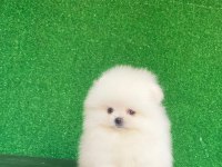 Pomeranian boo köpekleri