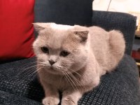 Scottish fold dişi
