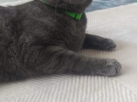 British shorthair erkek kedimiz