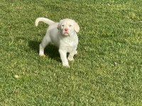 Safkan Labrador Retriever Yavruları