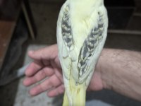 Sultan papağanı yavruları 2 aylık