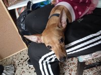 9 aylık dişi İstanbul Sarıyer pinscher