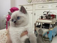 Güzel Bebek Kedilerim