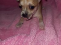 Mini şivava