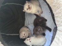 Scottish Fold Yavrularımız Yeni Yuva Arıyor!