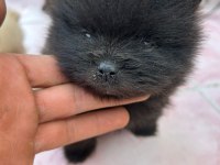 POMERANİAN BOO YAVRULARIM YUVALARINI ARIYORLAR