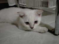 Scottish fold kızımız yeni ailesine kavuşmayı bekliyor