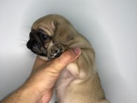 A KALİTE PUG YAVRULARIMIZ YENİ YUVALARINI ARIYOR
