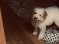 Acil Sahiplendiriliyor Poodle Köpeğimiz