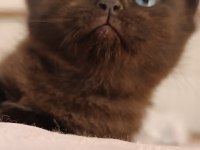 British shorthair tabby