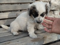 Fino yavru köpeğimiz kayseri