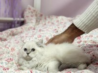 AŞILI ORJINAL BRITISH BEBEKLERIMIZ