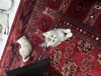 A+ kalite british shorthair yavrular