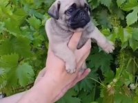 Pug mops yavrular ırk sağlık garantili