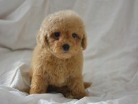 MALTİPOO YAVRULAR