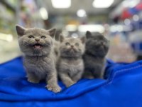 Türkiyenin en güzel british shorthair bebekleri