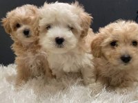 Maltipoo yavrular