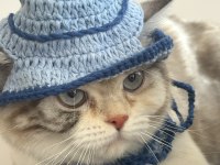British exotic shorthair