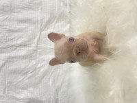Renkli Gözlü Irk Garantili French Bulldog Yavrularım