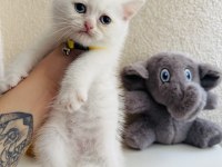 British Shorthair Beyaz Yavru