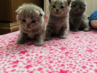 Safkan orijinal british kedilerim