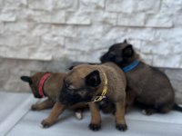 Orjinal saf kan Malinois
