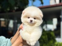 Yavru Pomeranian Boo Yavrularımız