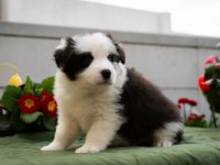Border collie mükemmel yavrularımız