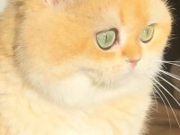 British shorthair pasha yeni ailesini arıyor