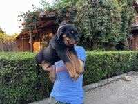 Rottweiler Yavrularımız