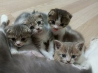 Scottish fold yavrularımız
