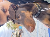 3 aylık kızıl doberman acil yer probleminden dolayı şecereli