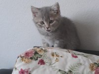 4 erkek kedimi sahiplendirmek istiyorum.UŞAK İLİ İÇİ