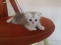 Yavru kedilerim sahiplendiriyorum mama karşılığında