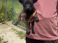Koyu Maskeli A Kalite Malinois Yavrular