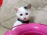 PRENSES KEDİMİZİN ŞANSI DÖNSÜN